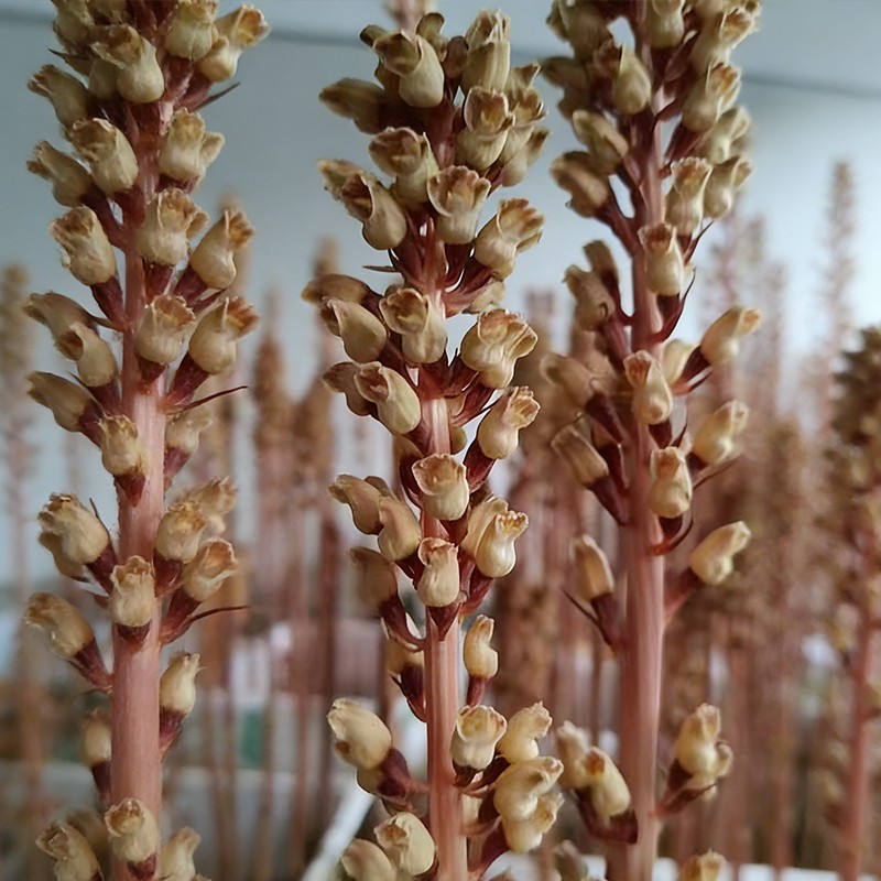 从 &ldquo;一株药&rdquo; 到 &ldquo;一个产业&rdquo;：天麻全产业链的中国式现代化实践