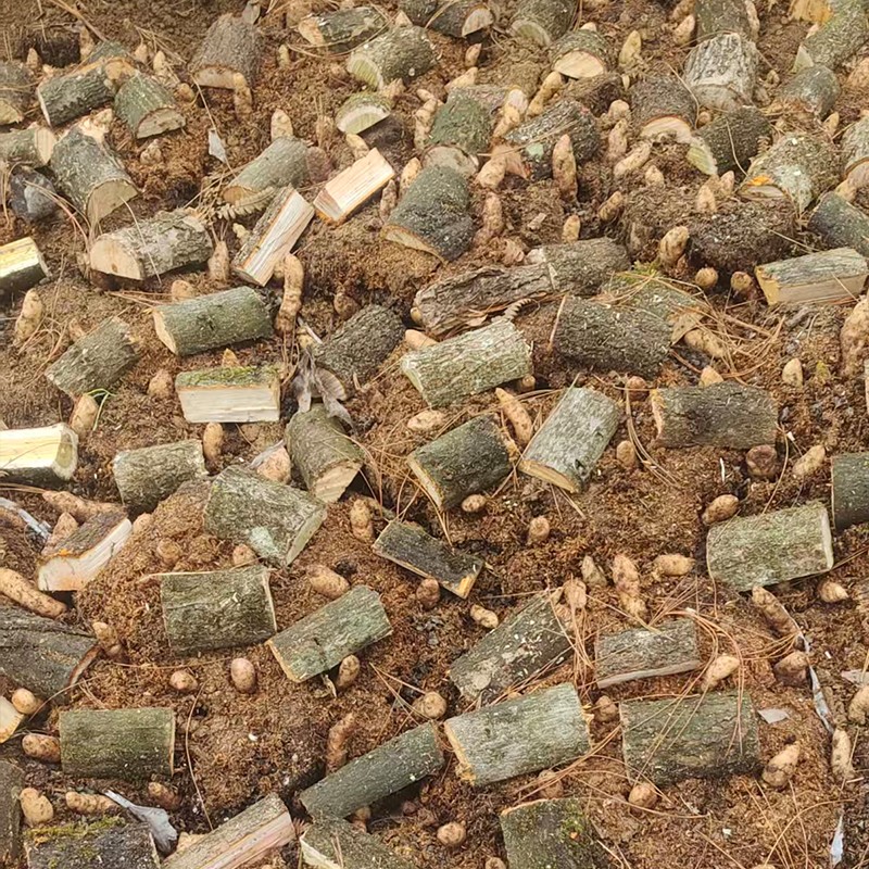 科技赋能天麻全产业链 让传统本草焕发新生机